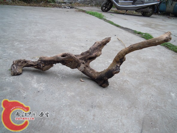 DSCN2289.jpg
