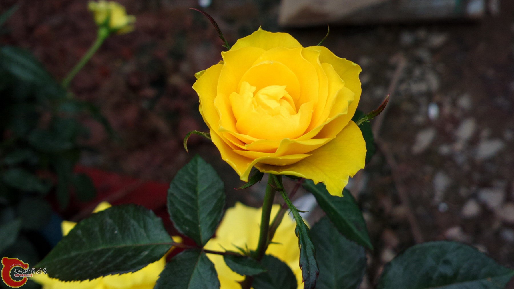 2013-02-02-1661.jpg