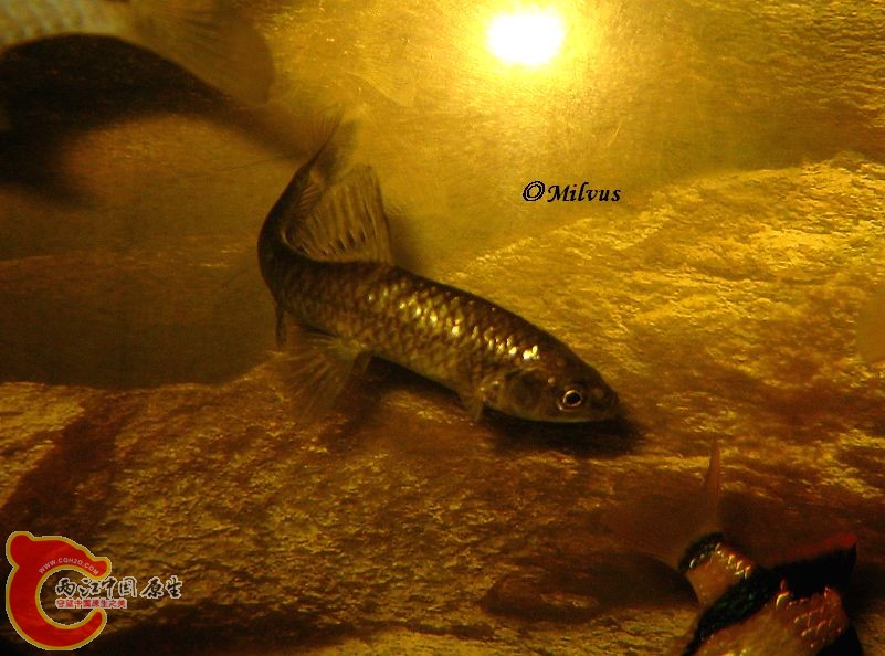 3麦穗.JPG