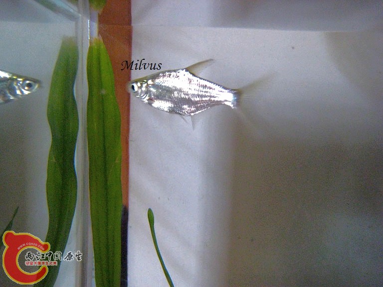 8三角鲂.jpg
