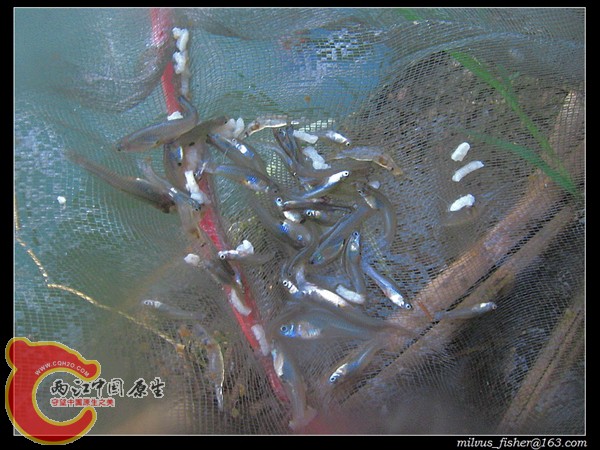 5食蚊鱼&秀丽白虾.JPG