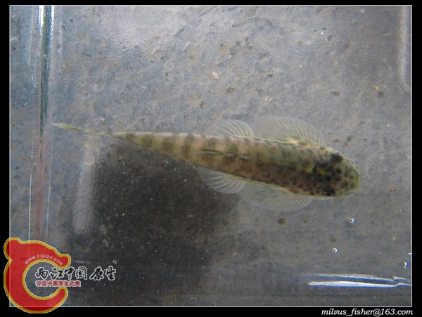 06九龙江拟腹吸鳅.JPG