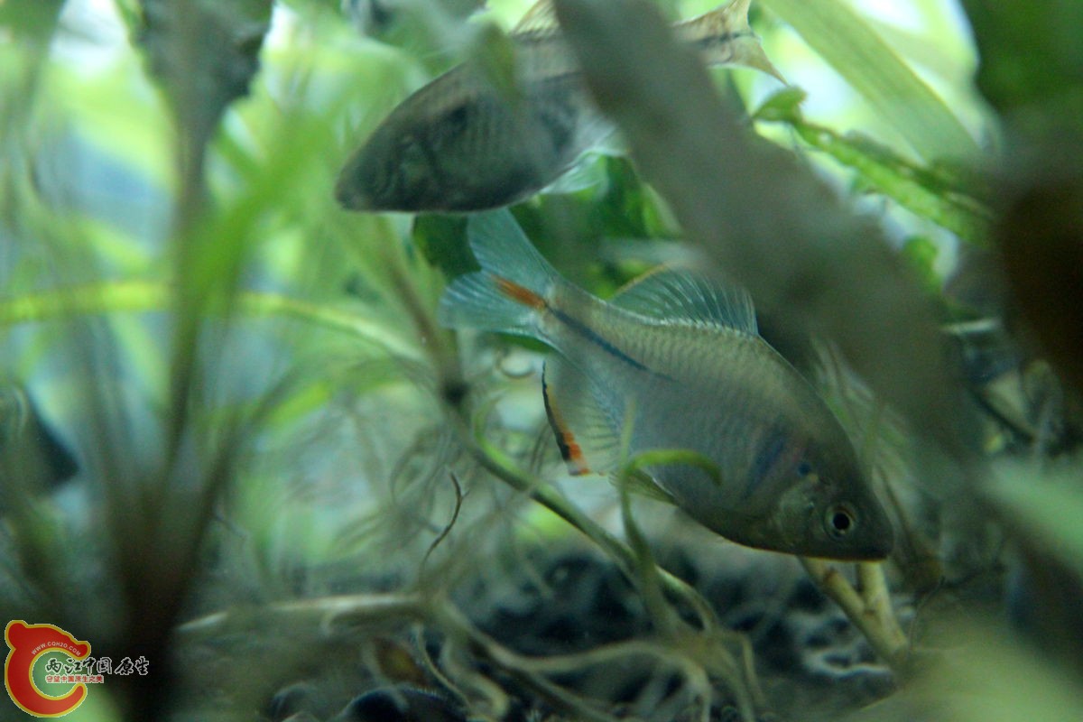 IMG_9833_副本.jpg