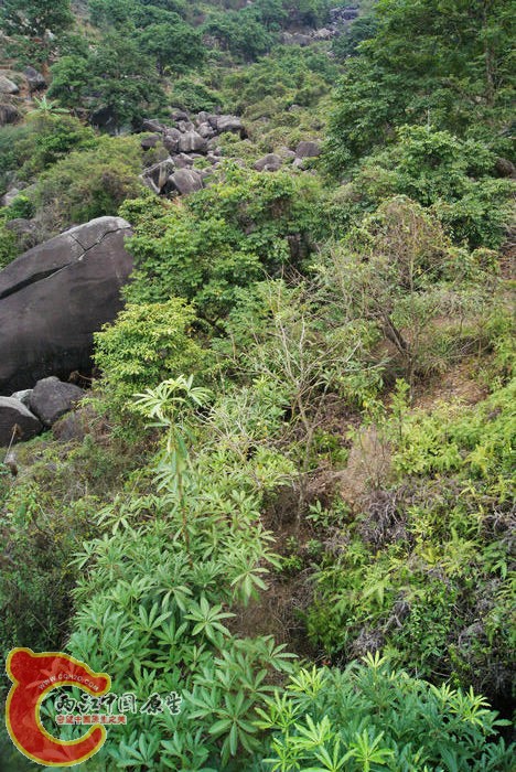 乱石岗 (36).jpg