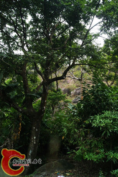 乱石岗 (43).jpg