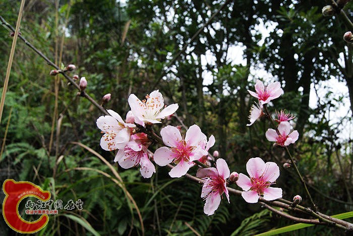乱石岗 (48).jpg