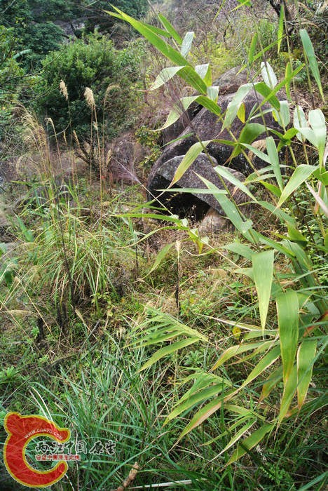 乱石岗 (50).jpg