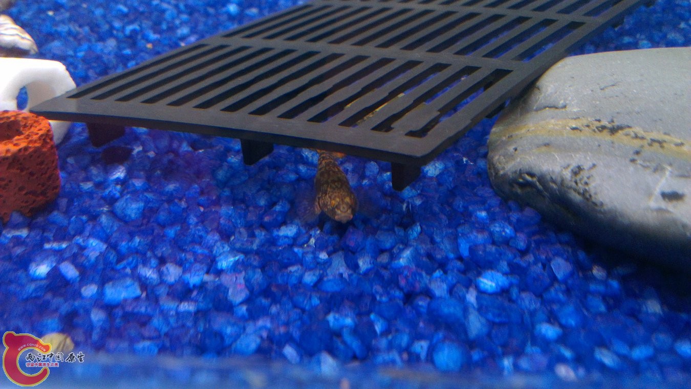 不清楚什么虾虎