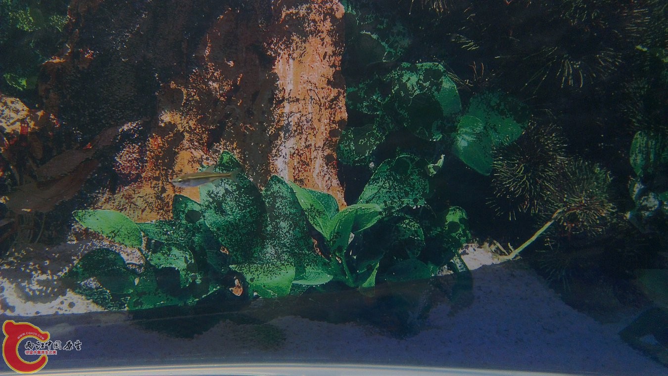 这是什么，金线细鲫鱼么？