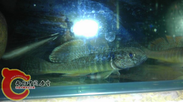 这条是最完整 和威武的一条