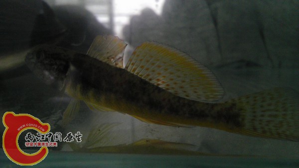 黄幼 让人头痛的追尾党 居然也有这么漂亮的