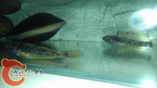 重金装修 把红宝石雷龙请出去了