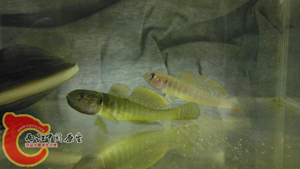 当晚 试着放了条面包虫 果断开口