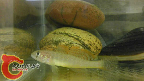 这条比较残 但也是第二好的啦