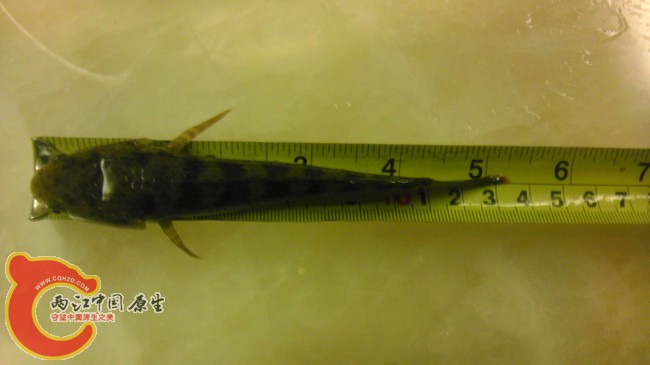 小师爷 耐寒版13.5cm 喂虾干的货