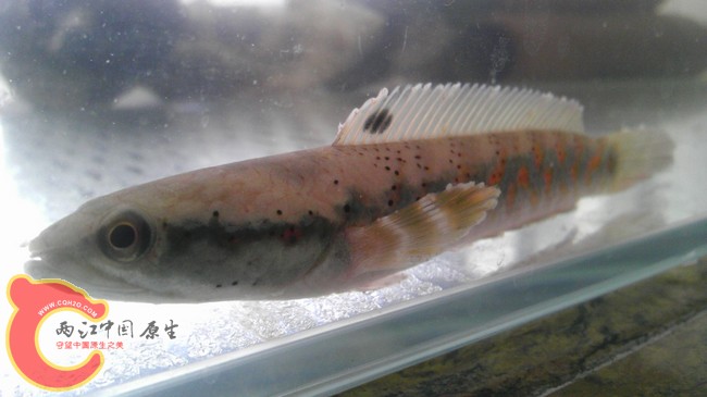 刀子嘴