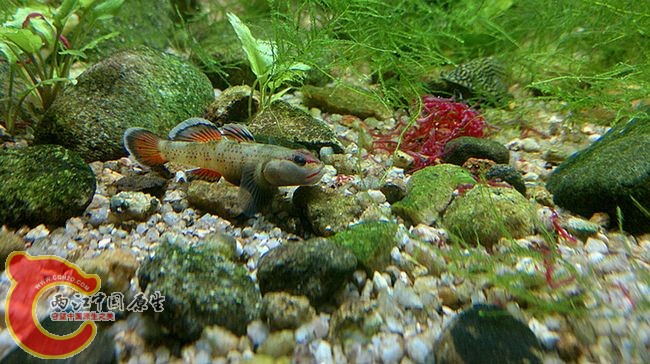 猴子吻虾虎SP.jpg