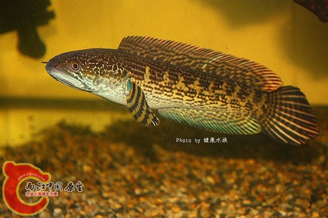 蛇头鱼-黄金眼镜蛇雷龙.jpg