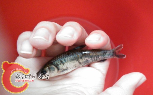 小黑鳍