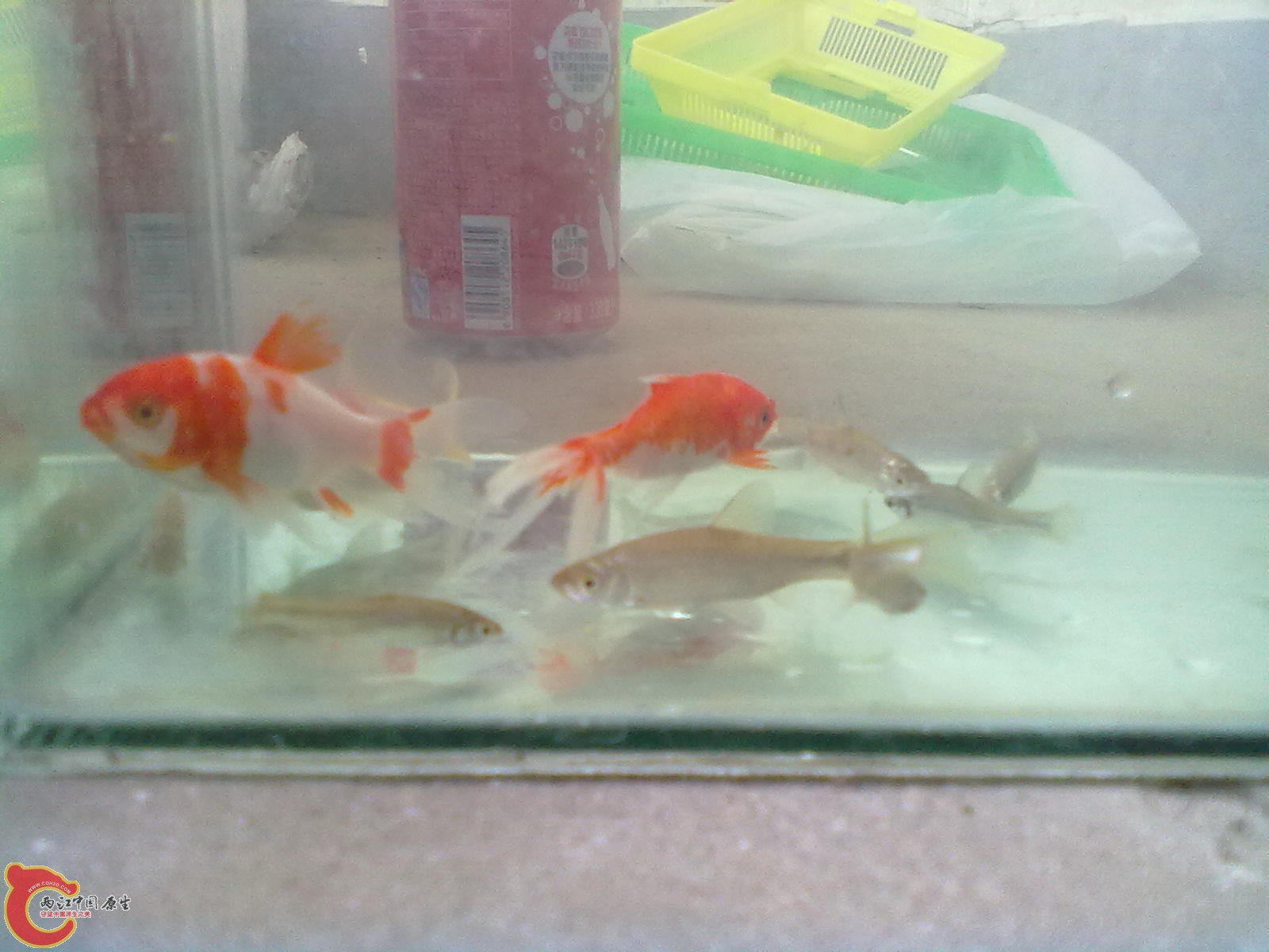 20120416599.jpg