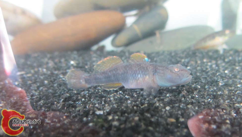 菜鸟一个，我只认识这种标准的波。