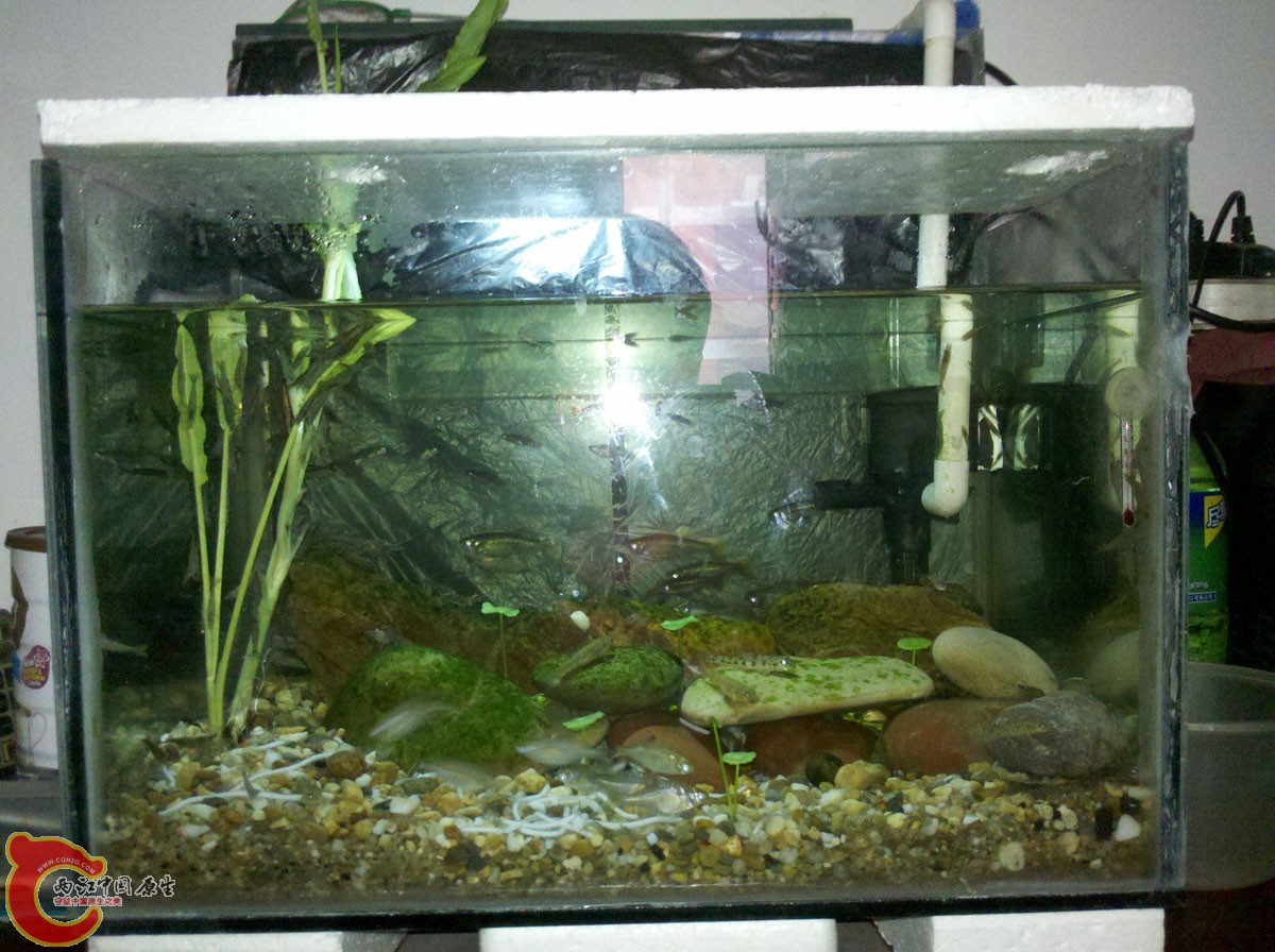 整体，小缸，大概45左右，左边的长出鱼缸的某草是黑壳的聚居地