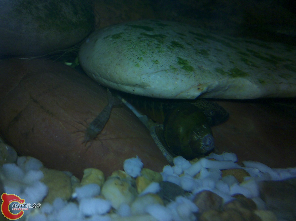 换一张，被一粒小田螺挡着