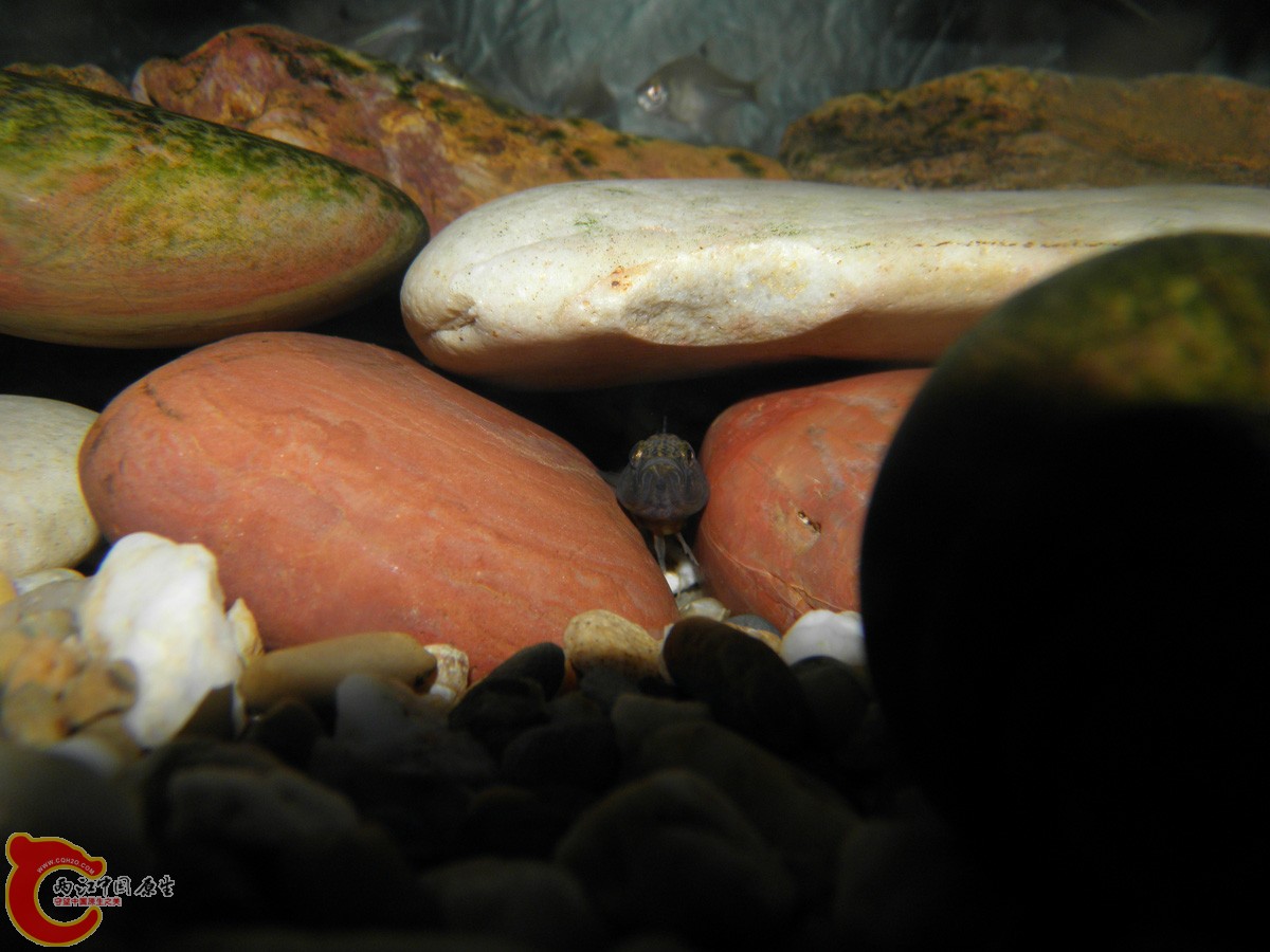 大概一个半月前的样子