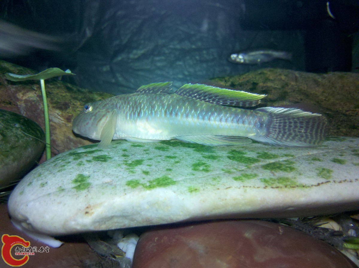 背鳍好像跟圆斗一样，都快变成拉丝了，