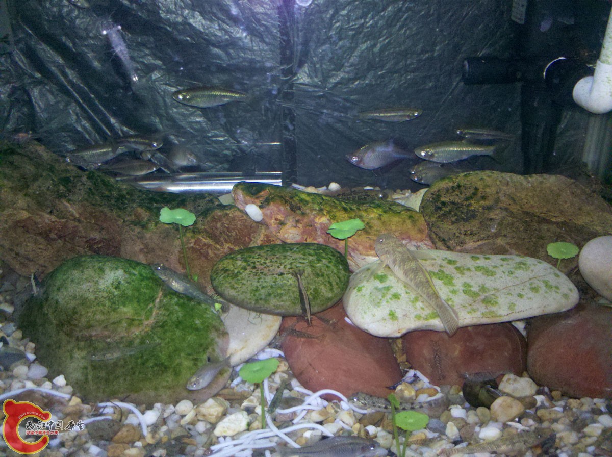 拟细和高体拍不清楚，远远的来一张，右上角过滤后面躲着一条永远保持头朝里姿势的大鳍，半夜里关了灯才敢出 ...