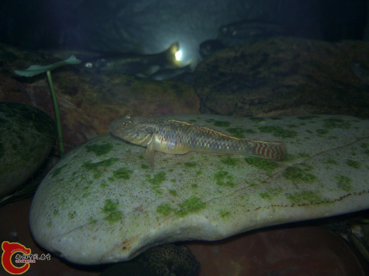 最近体型爆长的另一条小子陵，有赶上他老大哥的气势