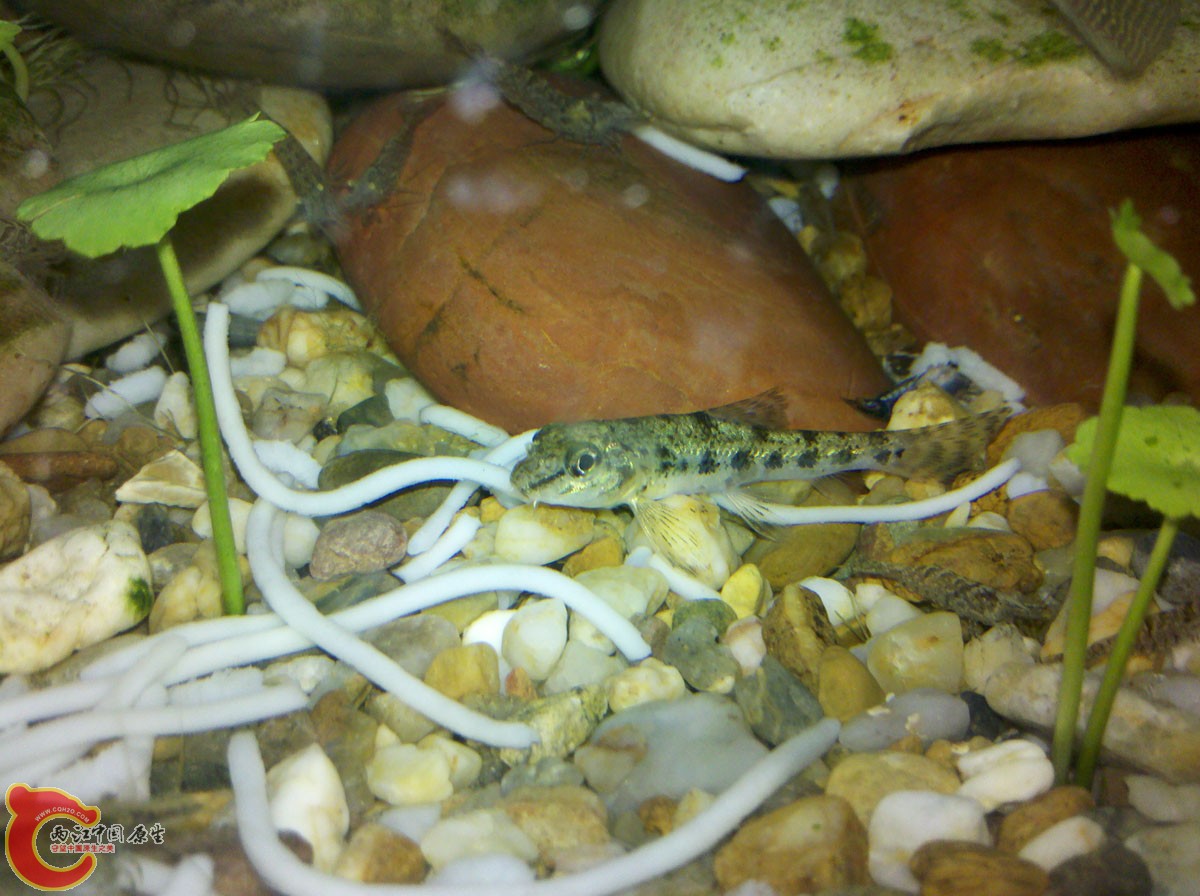小棒花，两天前有三条，昨天换水时关过滤，出去吃晚饭忘了开，回来已经挂了一条，太娇贵了