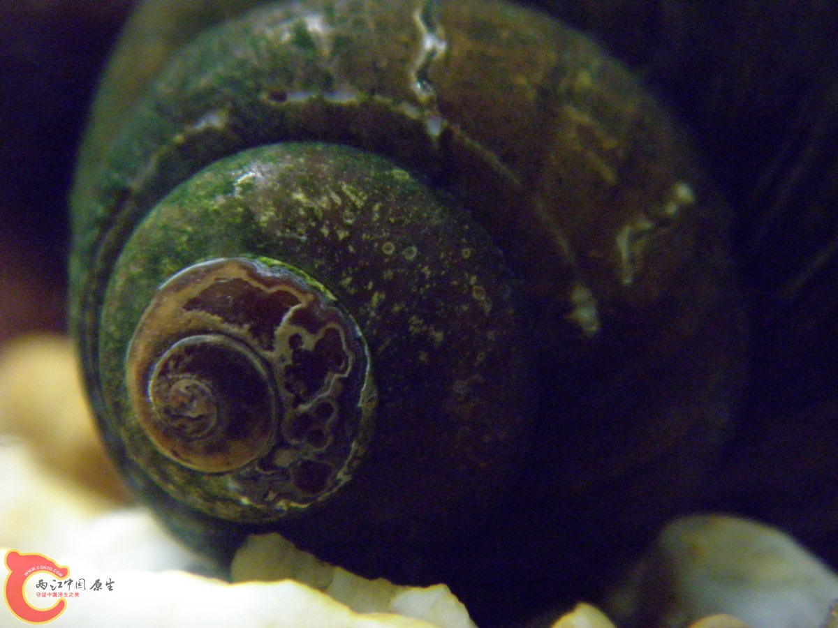 一粒田螺，很大很大的田螺，可惜一礼拜前，生产小田螺时，被几条虾虎趁螺之危，啄了一阵，难产死了，现在有 ...