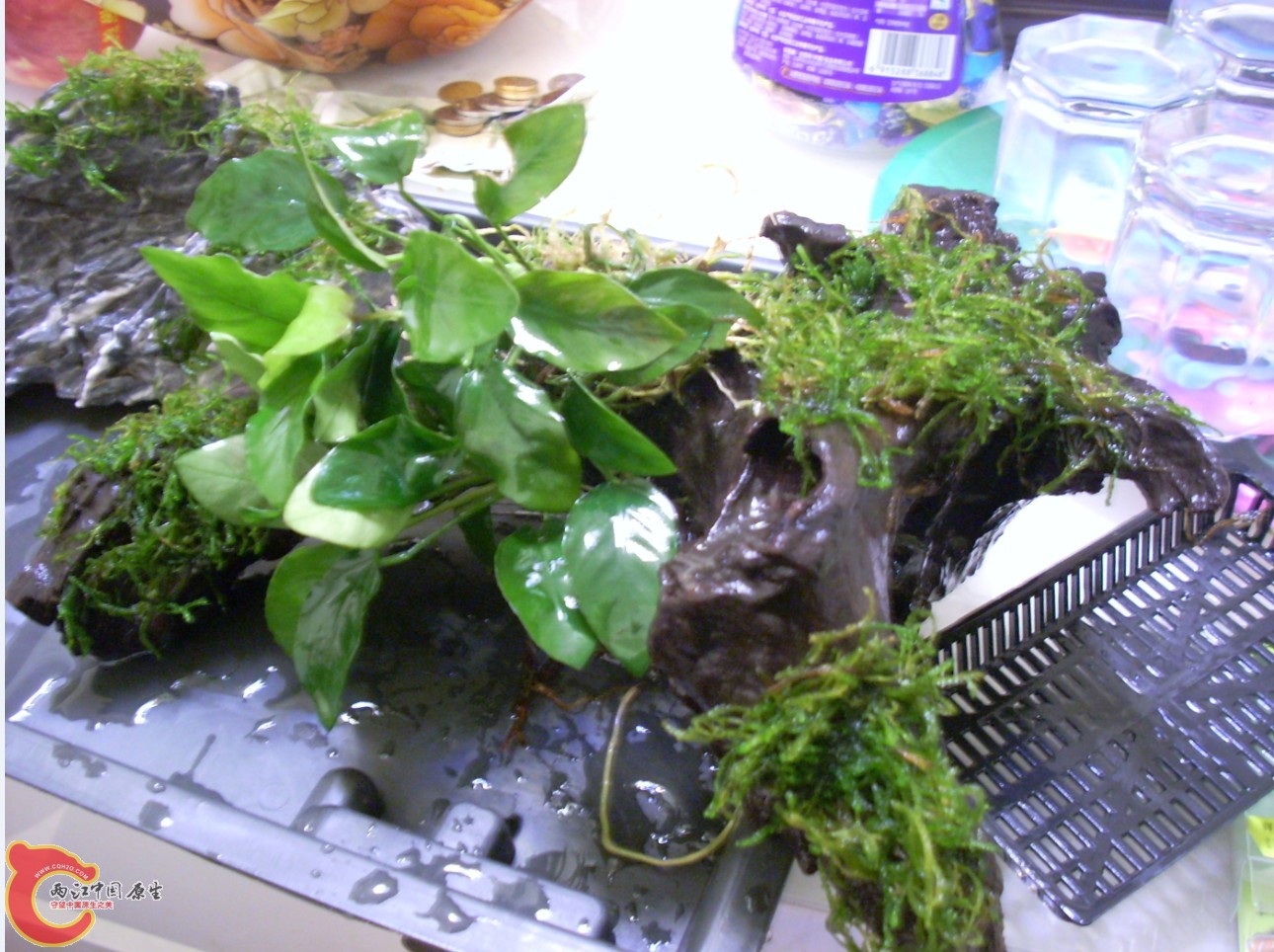 莫斯有点发黄，不知道是不是光照不够？