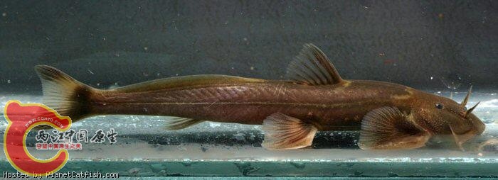 藏鰋Exostoma labiatum.jpg