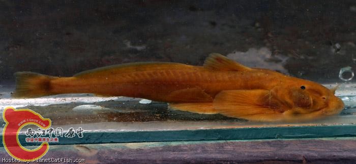 短体拟鰋Pseudexostoma brachysoma.jpg