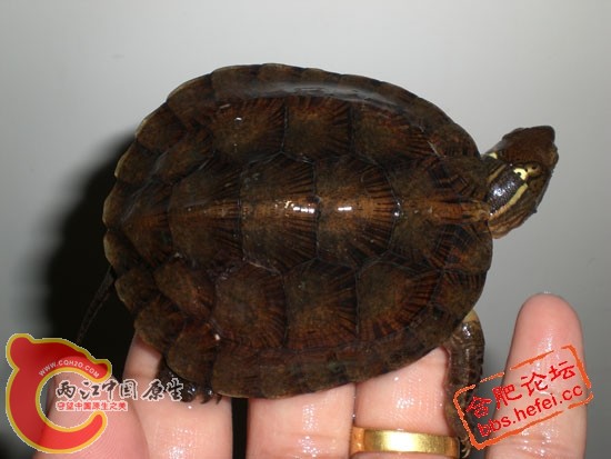 20090621_629f903498d4b408cd1fpz16tls9zJdf.jpg