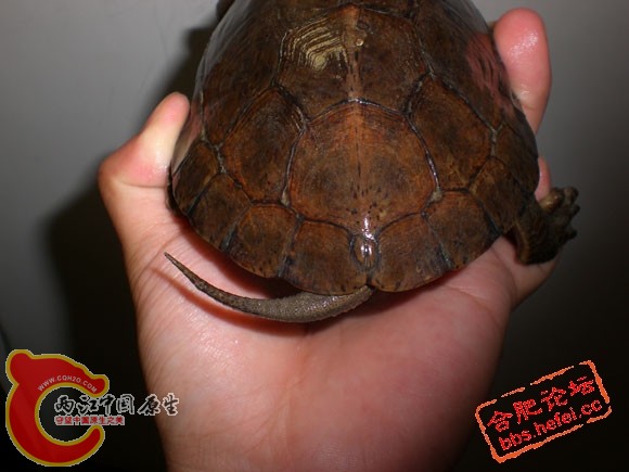 20090706_3163c2b856d81c2b6959EvIotNTbb2zT.jpg