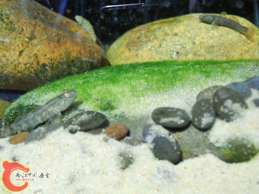 DSCN5086.JPG