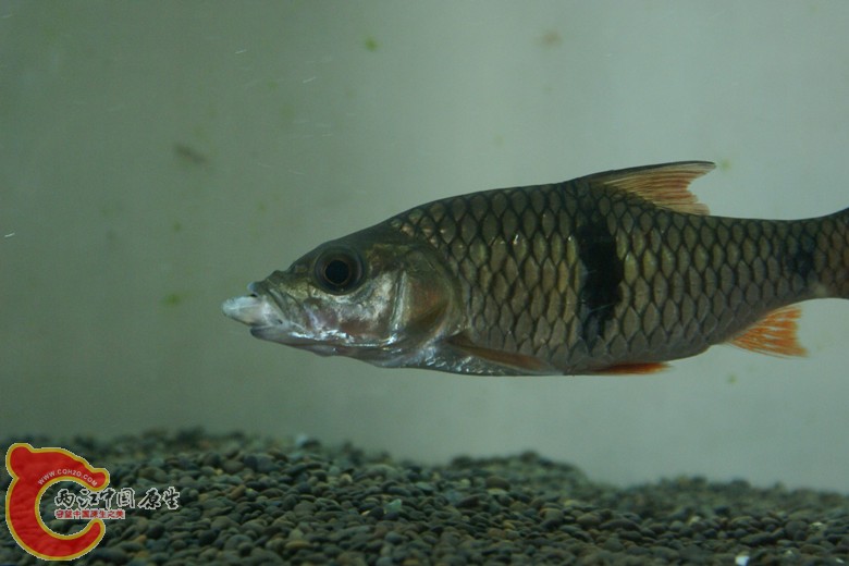 DSC08953_副本.jpg