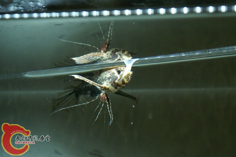 DSC09078_副本.jpg