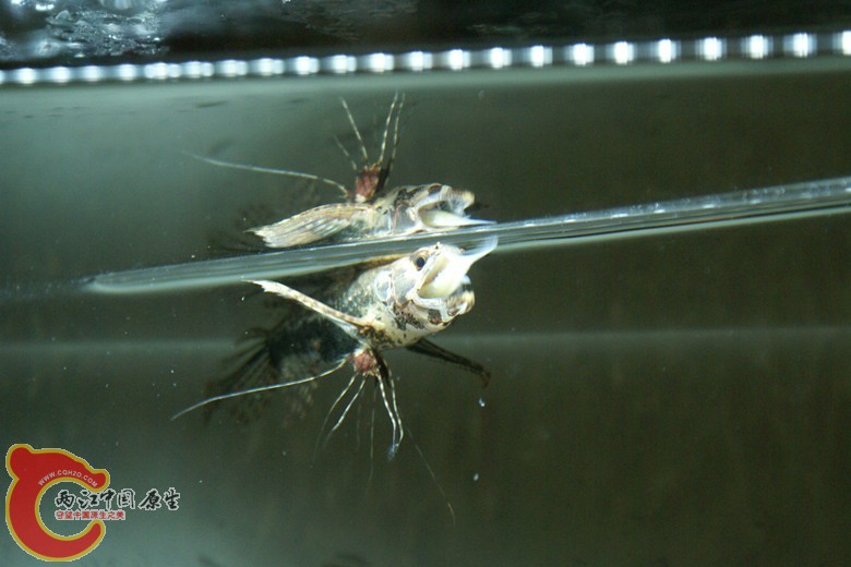 DSC09079_副本.jpg