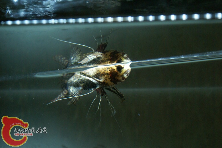 DSC09080_副本.jpg