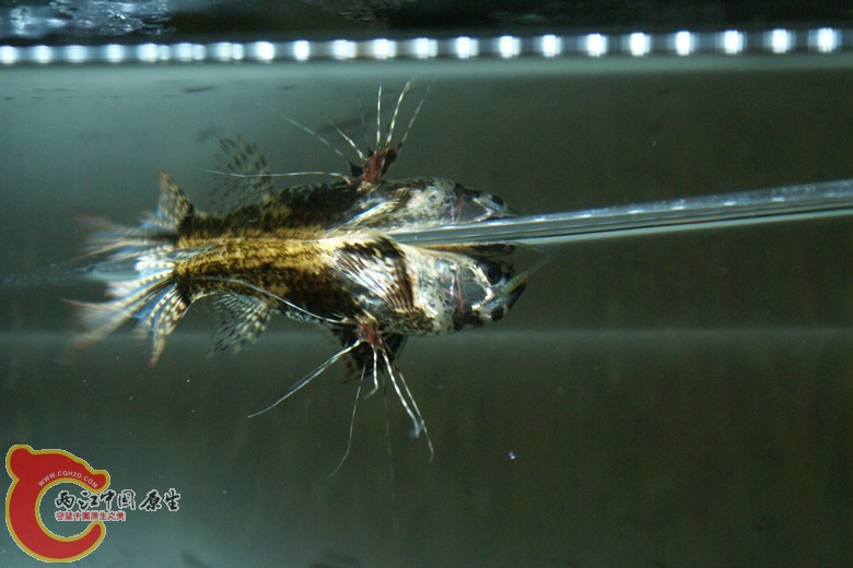 DSC09081_副本.jpg