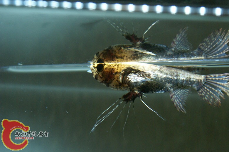 DSC09086_副本.jpg