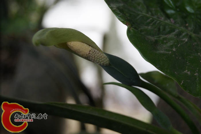 游神 (27).jpg