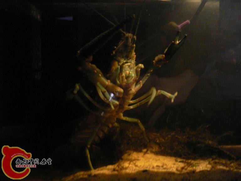 还有张站起来的