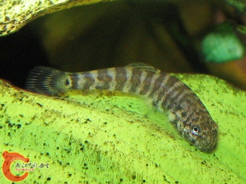 陈氏拟腹吸鳅03.jpg 陈氏拟腹吸鳅03.jpg