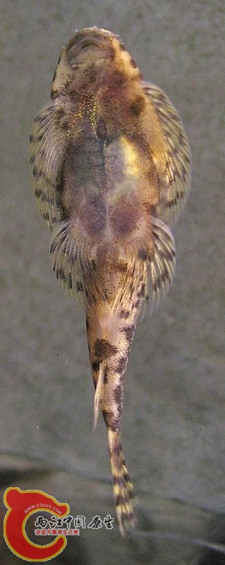 陈氏拟腹吸鳅01.jpg 陈氏拟腹吸鳅01.jpg