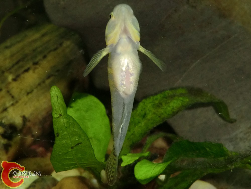 CIMG2746_副本.jpg